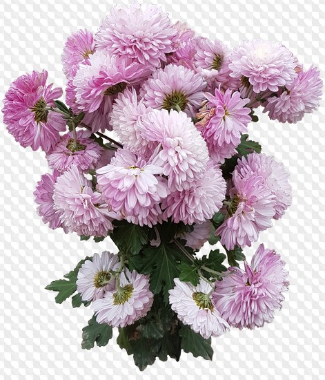 PSD, 10 PNG, Bushes of rhododendrons and chrysanthemums on a