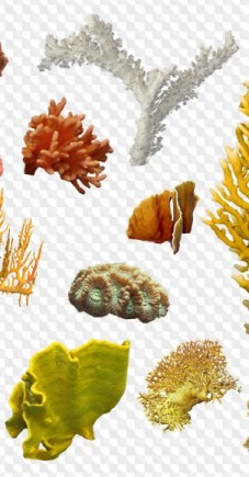 PSD, 13 PNG, Sea corals on transparent background