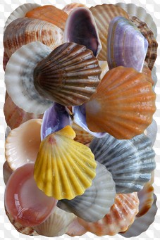 PSD, 41 PNG, Black sea shells with transparent background