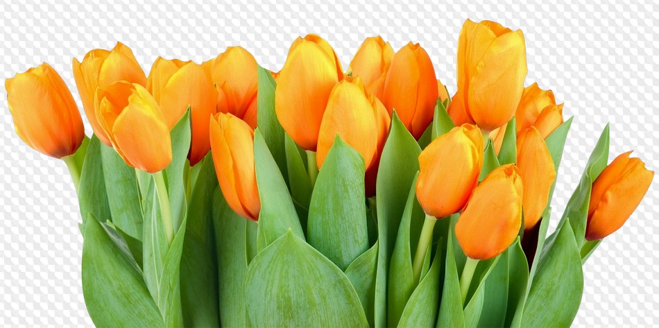 14 PNG, Bouquets of tulips, images with transparent background