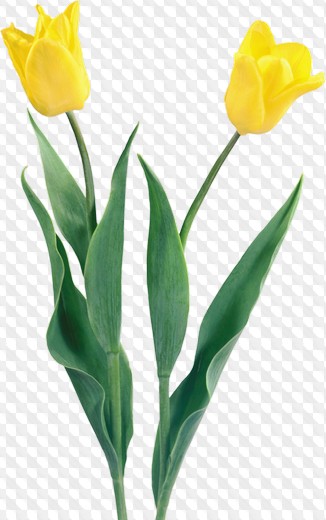 49 PNG, Bouquets tulips png, Spring clipart Tulips on a transparent background, Download