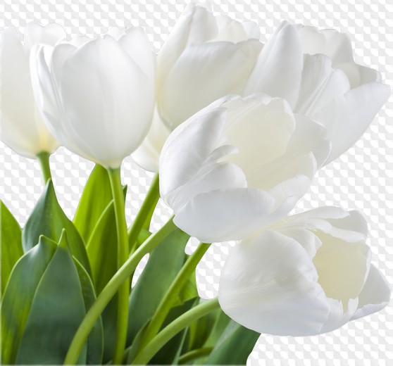White Tulips PNG download free 10 png images