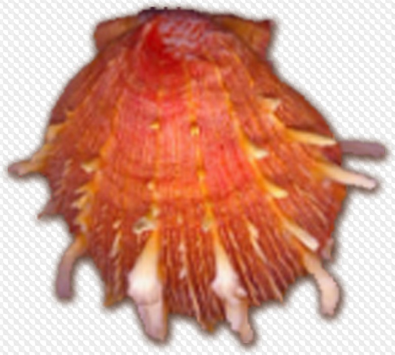 Updated: Shells, starfish and fish PNG, transparent background, PSD.