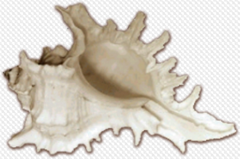 Updated: Shells, starfish and fish PNG, transparent background, PSD.