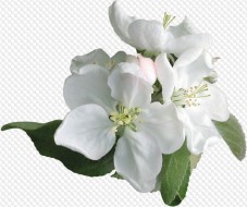 PSD, PNG, White flowers, white flowers and red hearts, images with transparent background