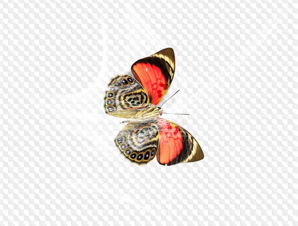 Паутина PNG