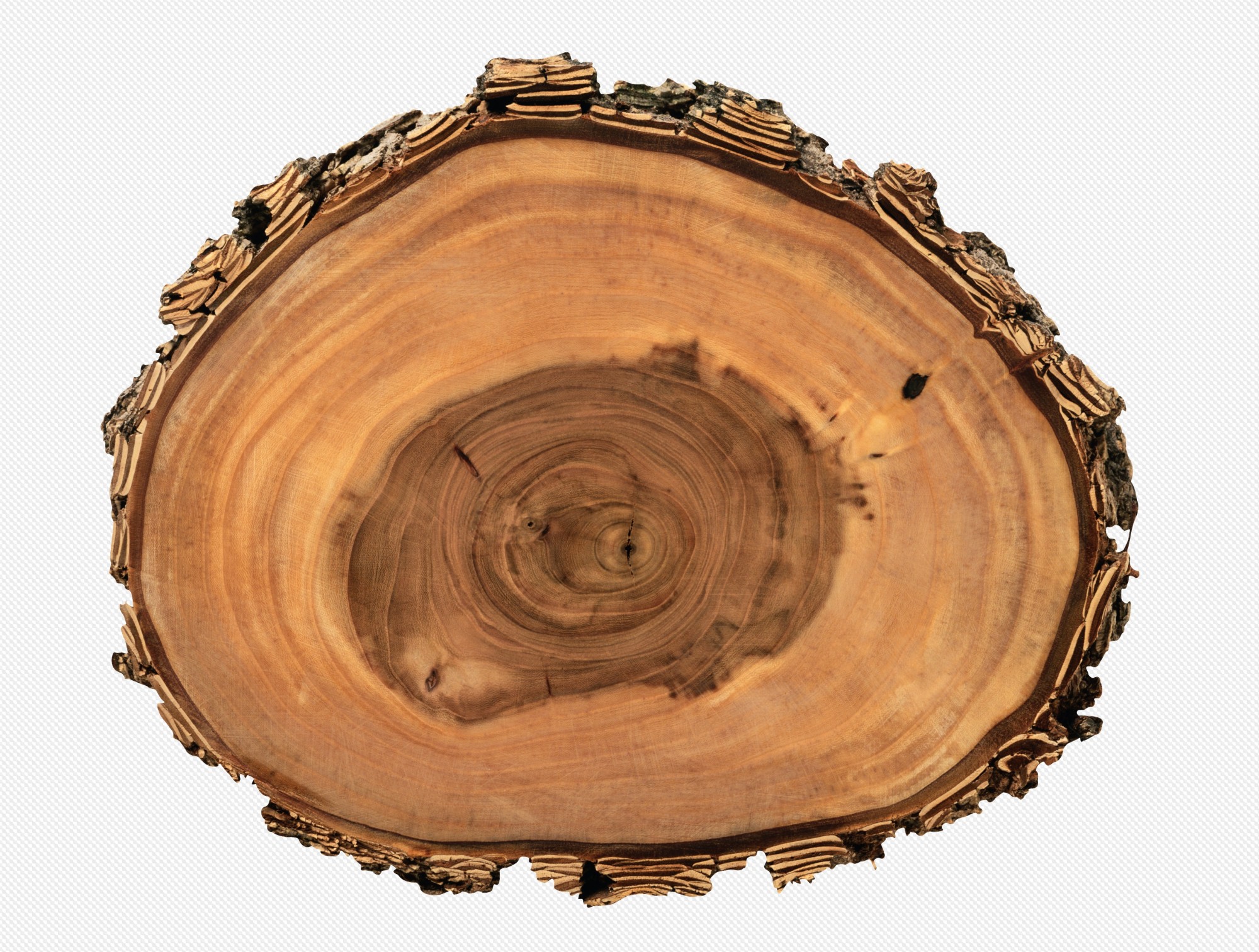Пальма на песке PNG, полено березы, саженцы, коряга PNG