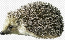 Hedgehogs - PNG Files