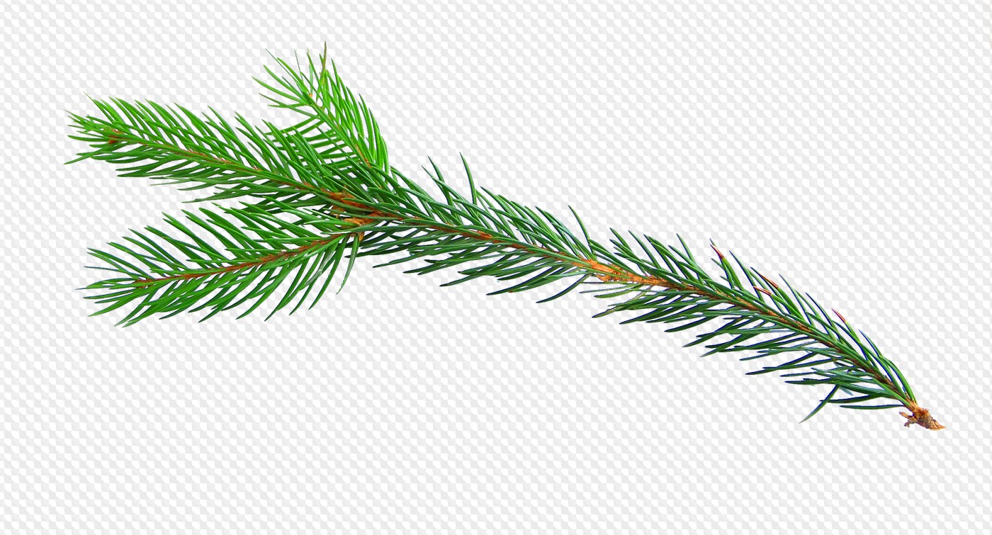 Thuja branches PNG. 30 PNG images with transparent background.